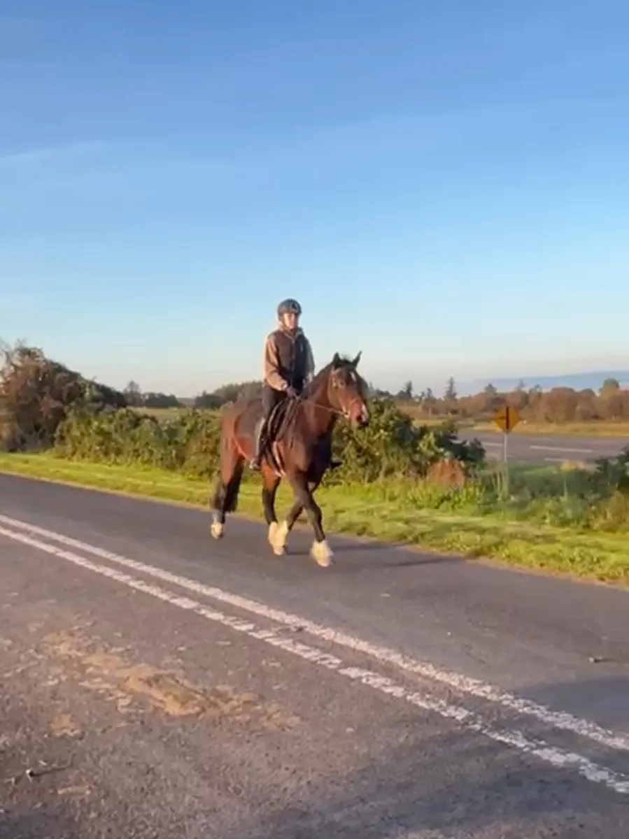 Bay gelding - Image 1