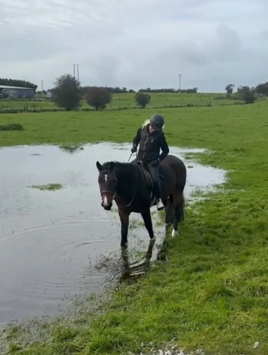 Bay gelding - Image 2