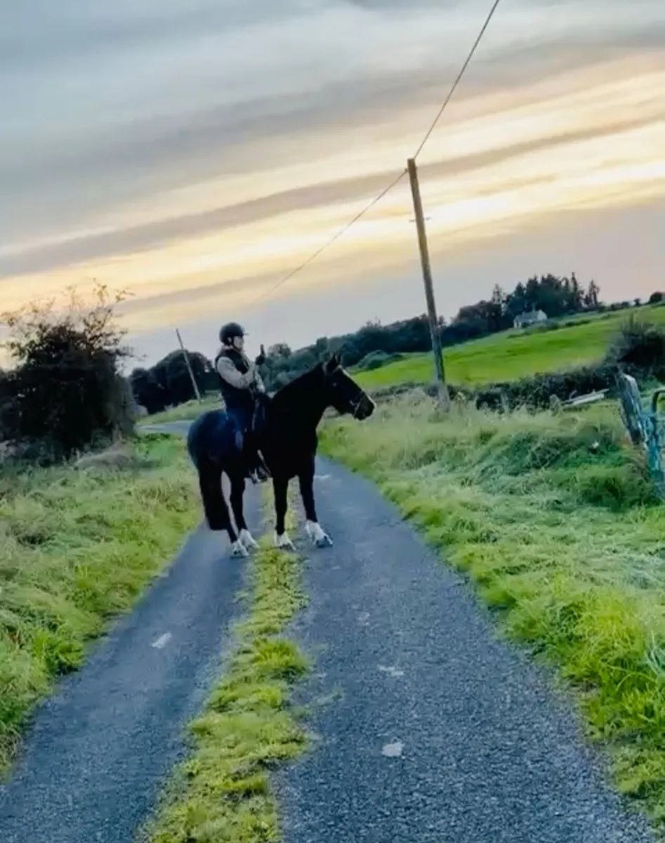 Bay gelding - Image 3