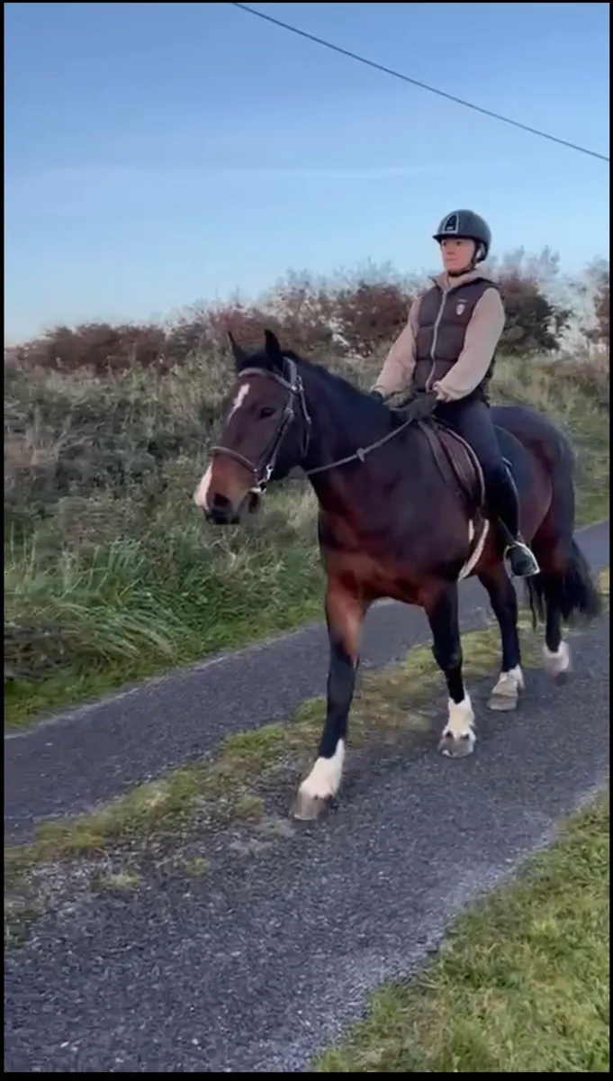 Bay gelding - Image 4