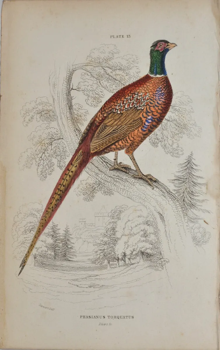 Ring Necked Pheasant Jardine 1834