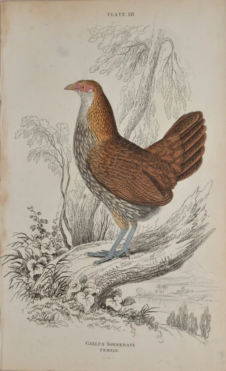 Sonnerat’s Wild Cock Female Jardine 1834