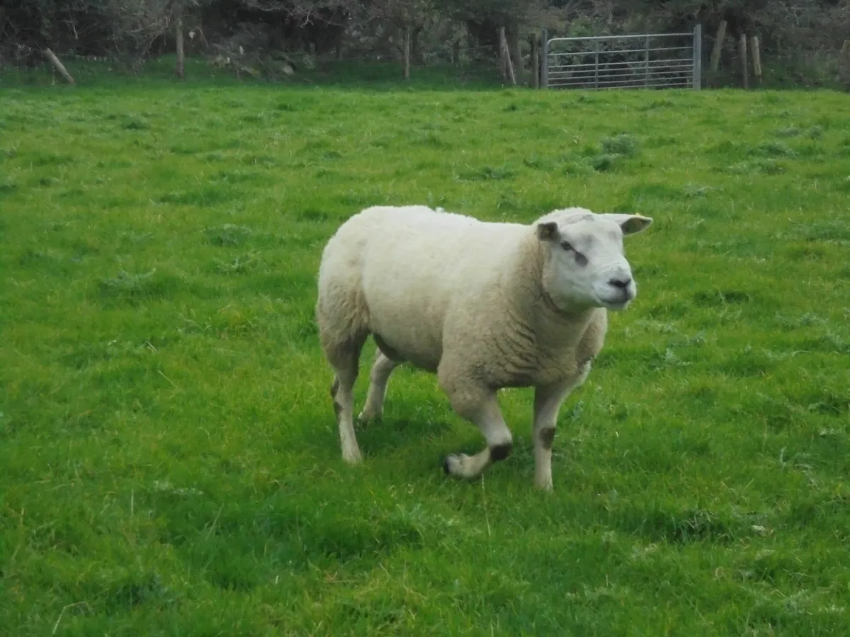 Breeding Rams - Image 2