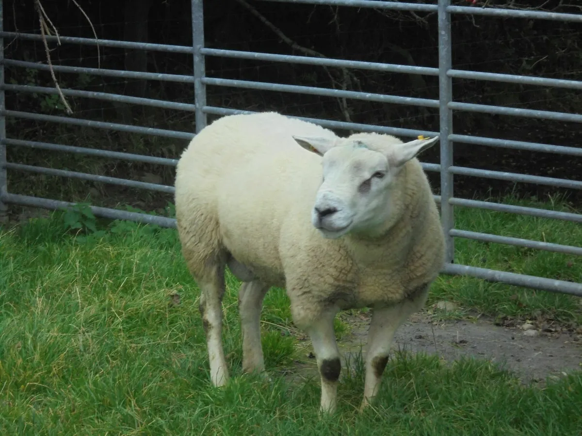 Breeding Rams - Image 3