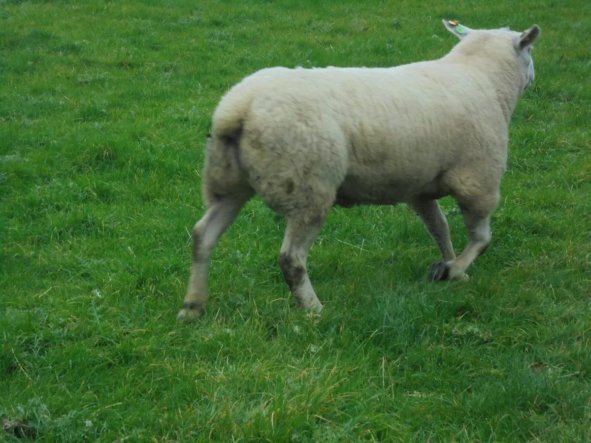 Breeding Rams - Image 4
