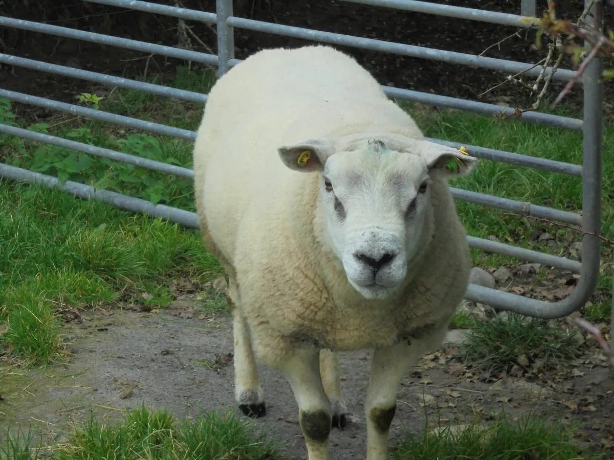 Breeding Rams - Image 1