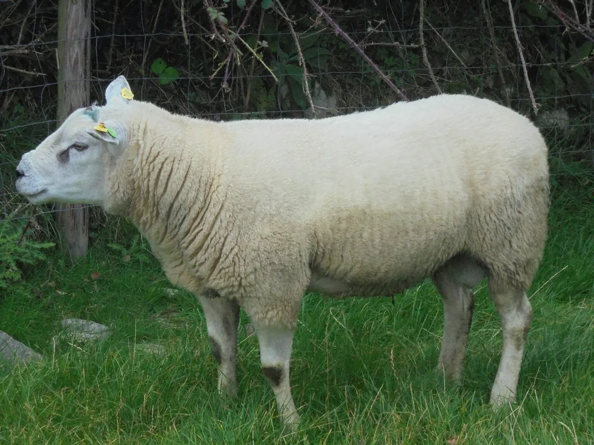 Breeding Rams - Image 1