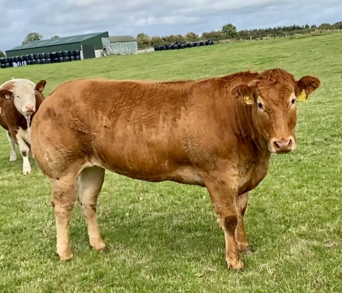 Show stopper in calf - Image 2