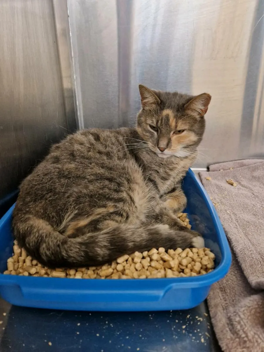 Taffy 8yo female - Image 2