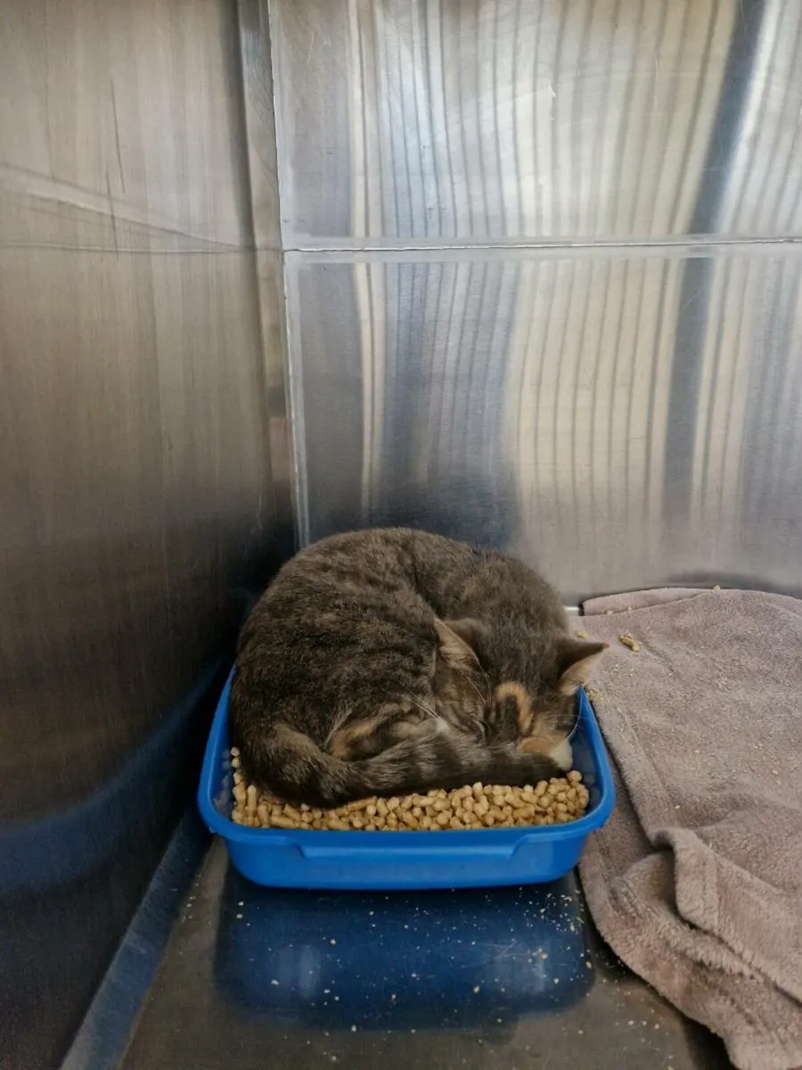 Taffy 8yo female - Image 3