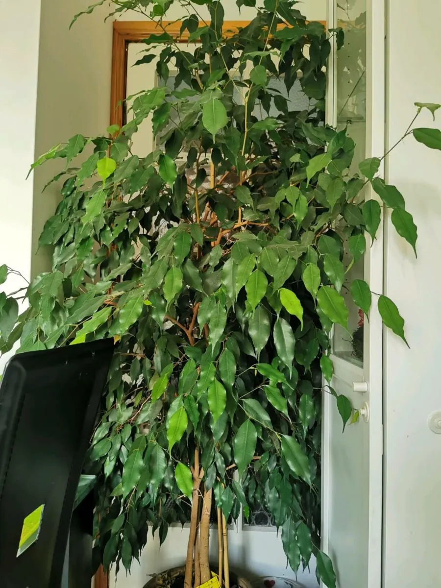 green house flower ficus and yucca - Image 1