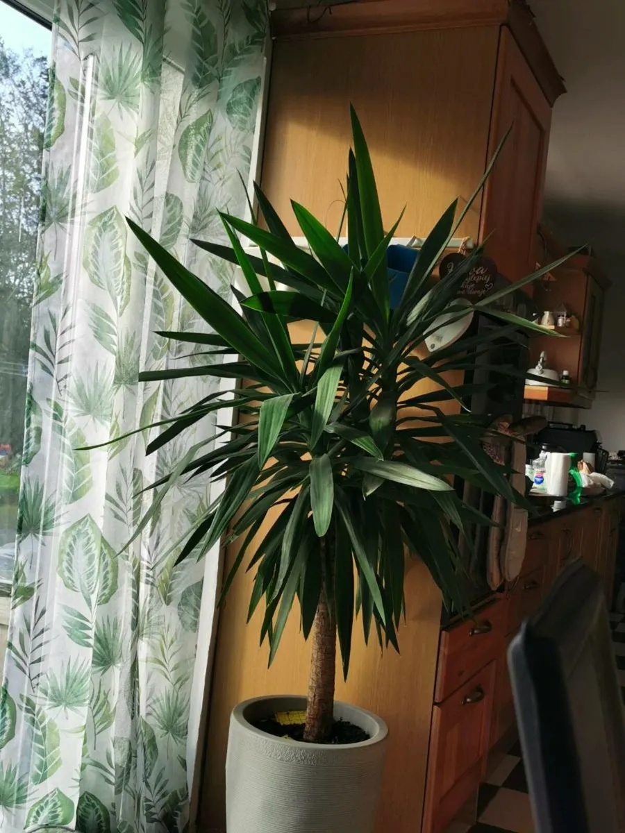 green house flower ficus and yucca - Image 2