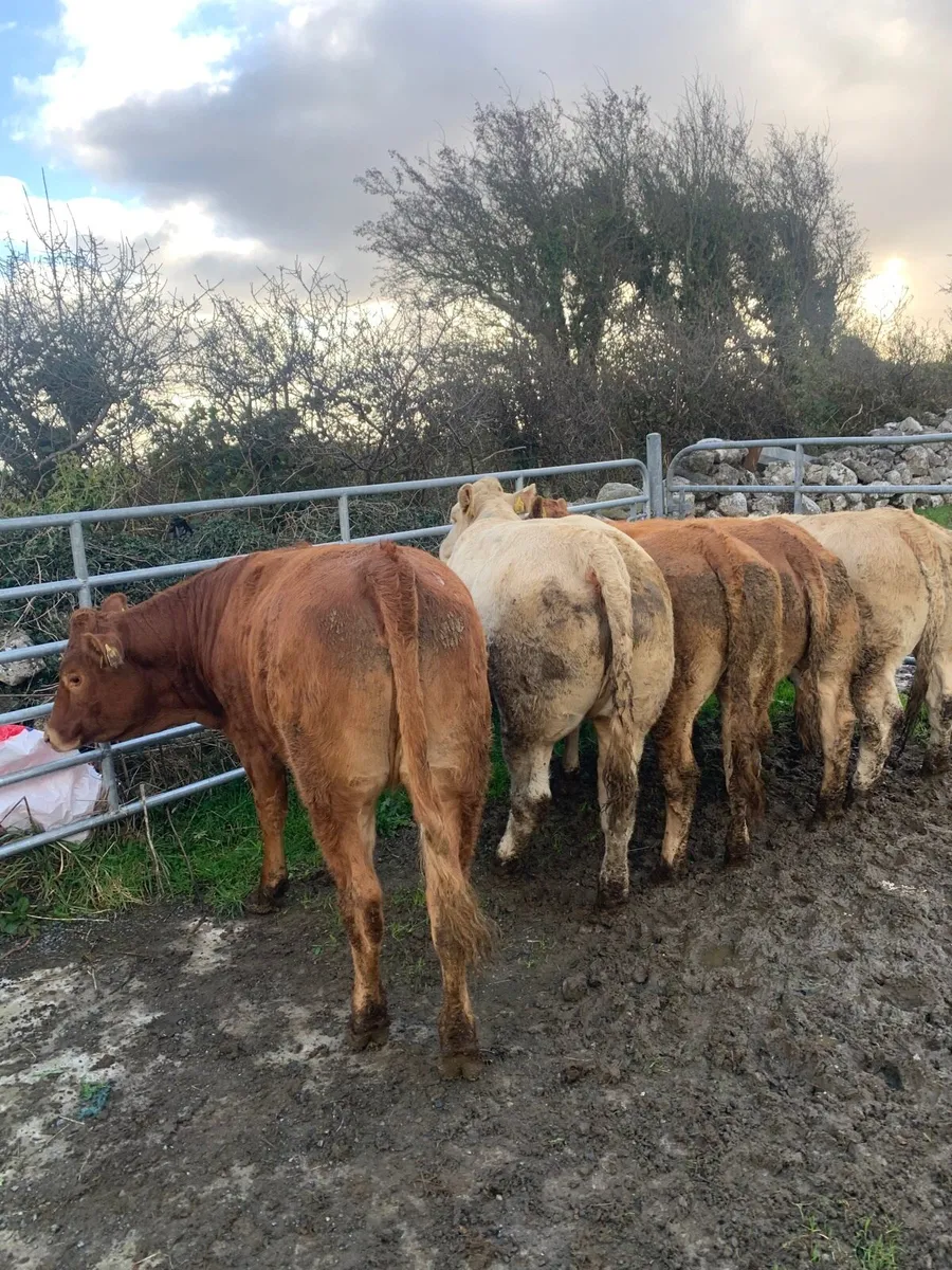 5 Top Quality Breeding heifers for sale - Image 2