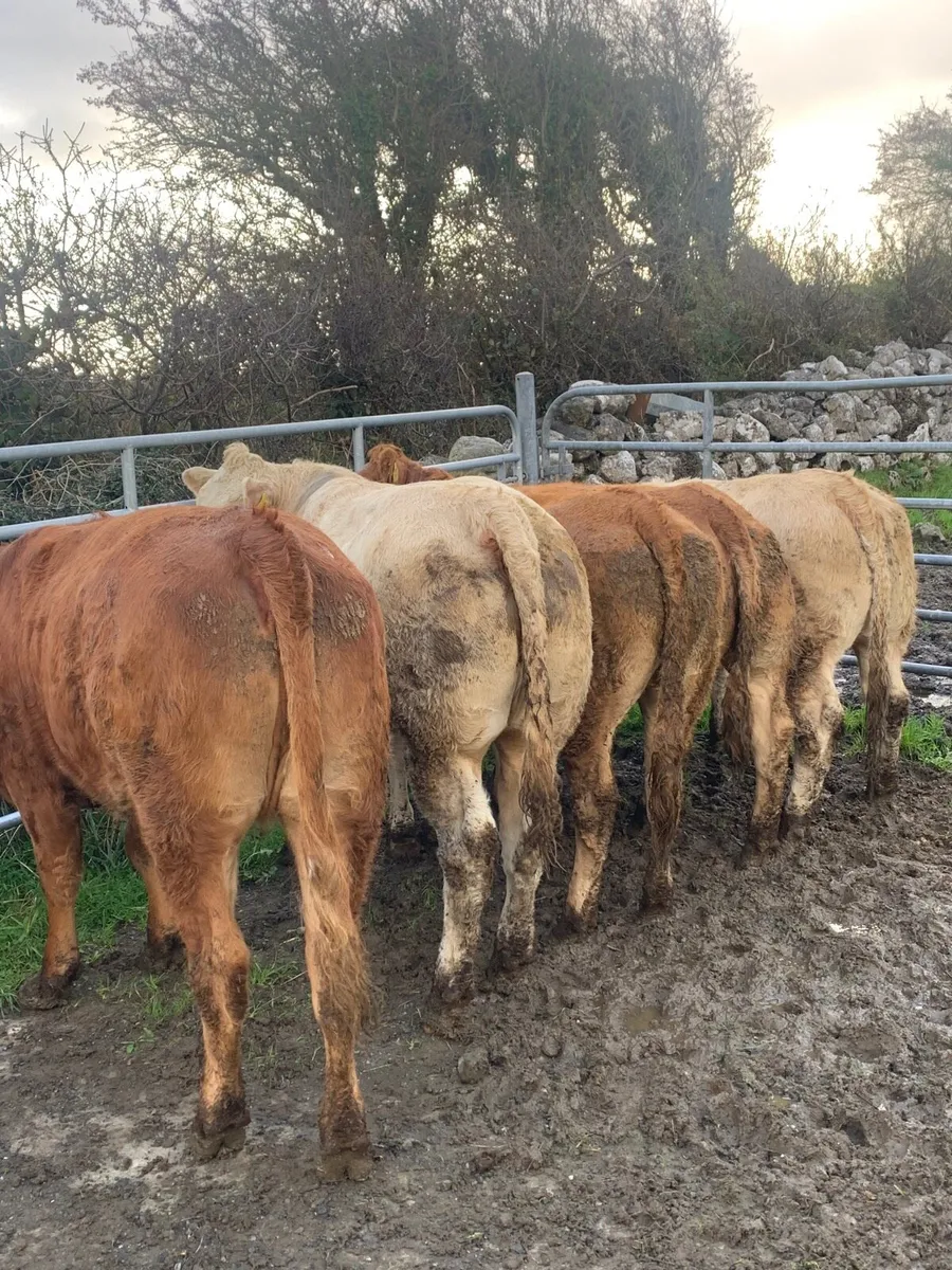 5 Top Quality Breeding heifers for sale - Image 1