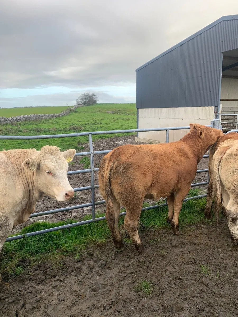 5 Top Quality Breeding heifers for sale - Image 3