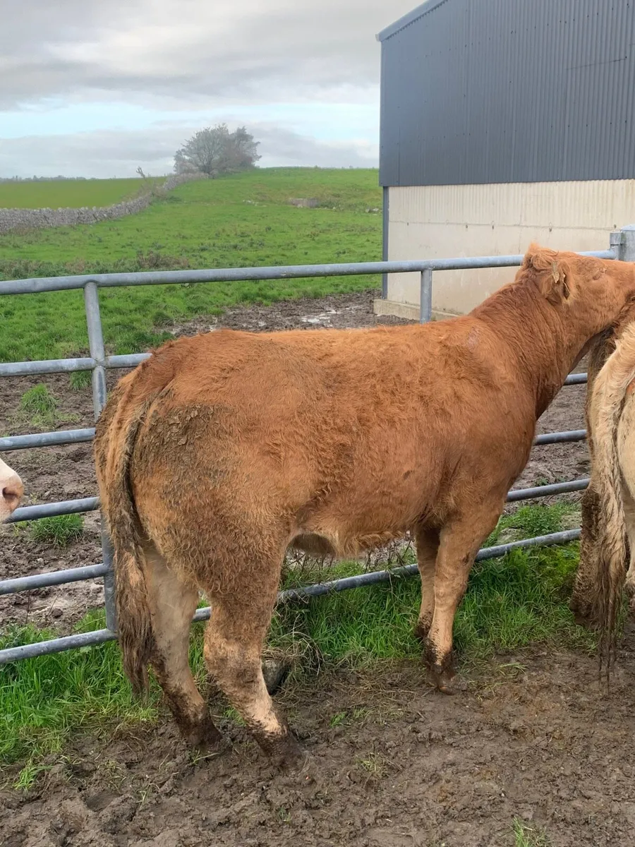 5 Top Quality Breeding heifers for sale - Image 4