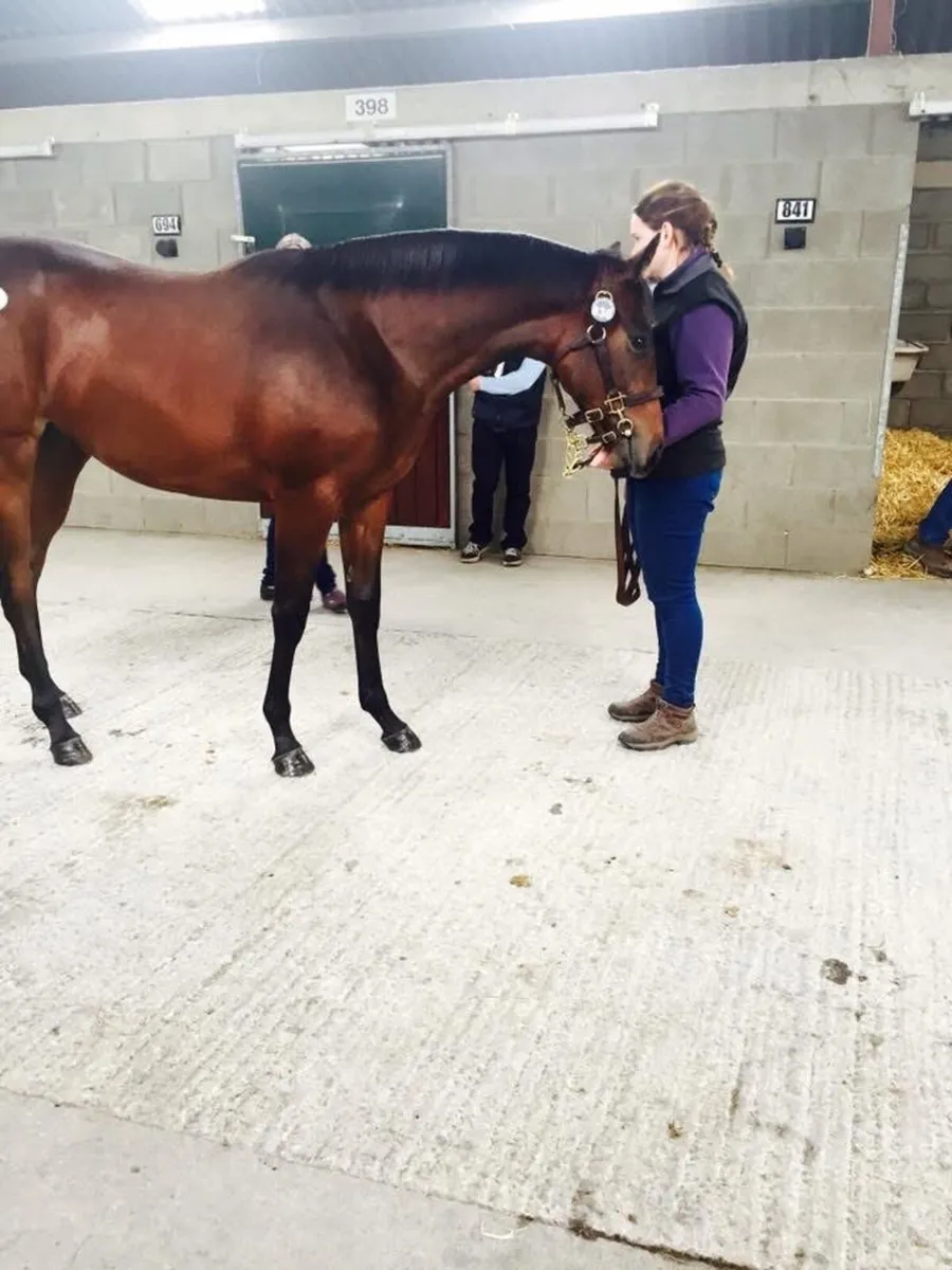 Sales prep, young horse handling and breaking - Image 1