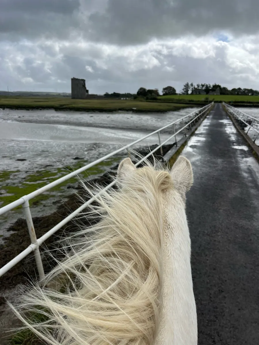 Sales prep, young horse handling and breaking - Image 2