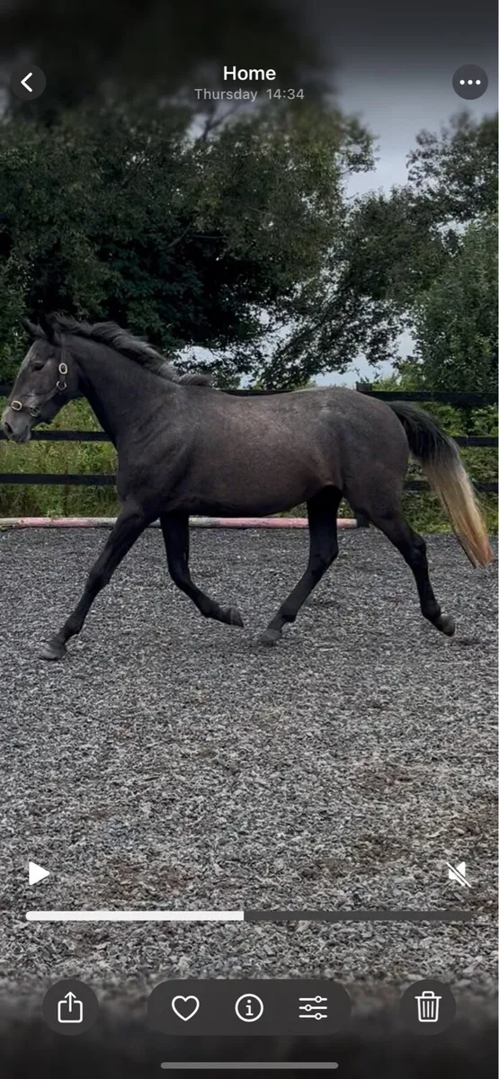 Sales prep, young horse handling and breaking - Image 3