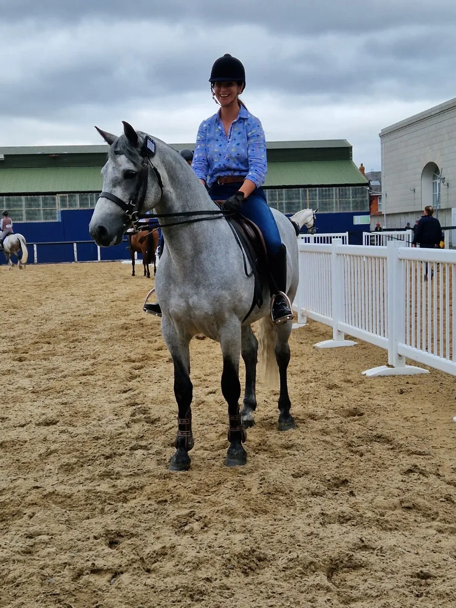 Sales prep, young horse handling and breaking - Image 4
