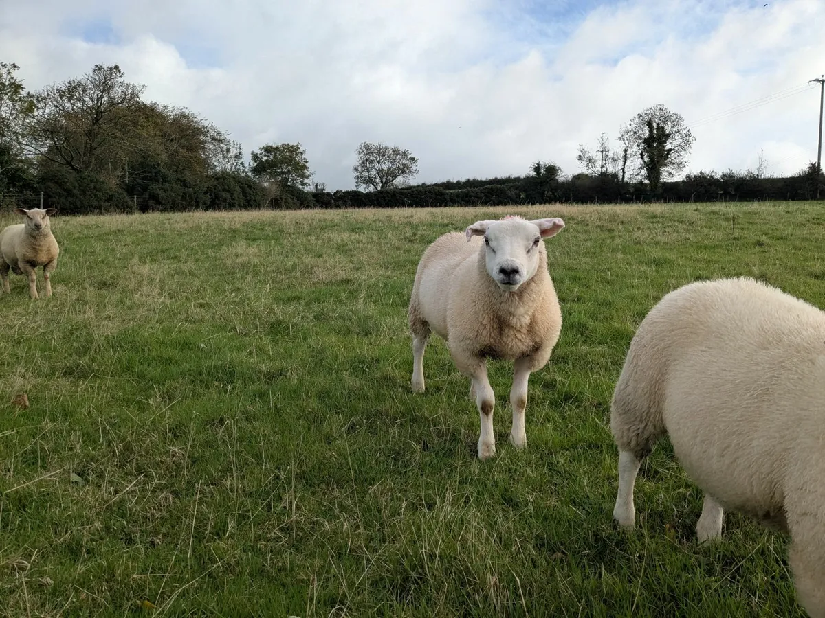 Texel / Charollais Ram Lambs - Image 1