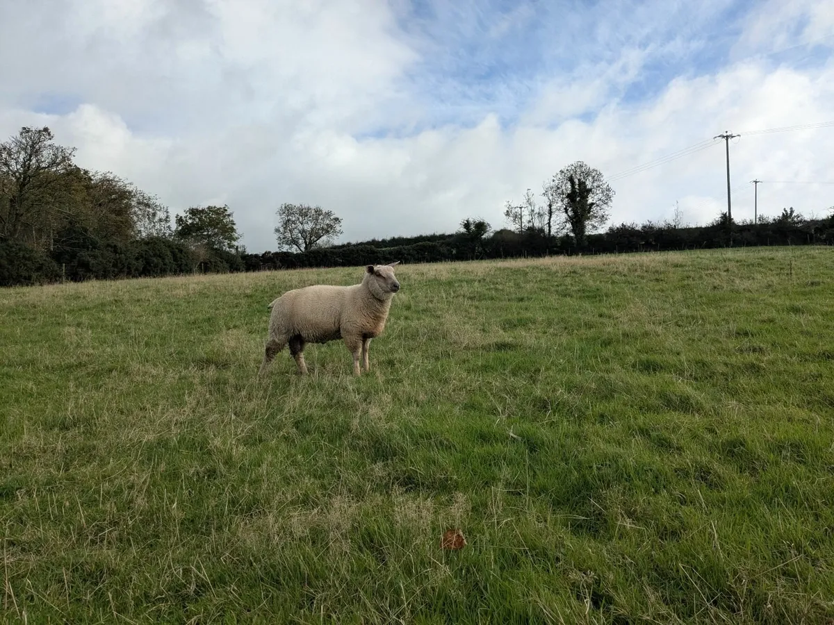 Texel / Charollais Ram Lambs - Image 2
