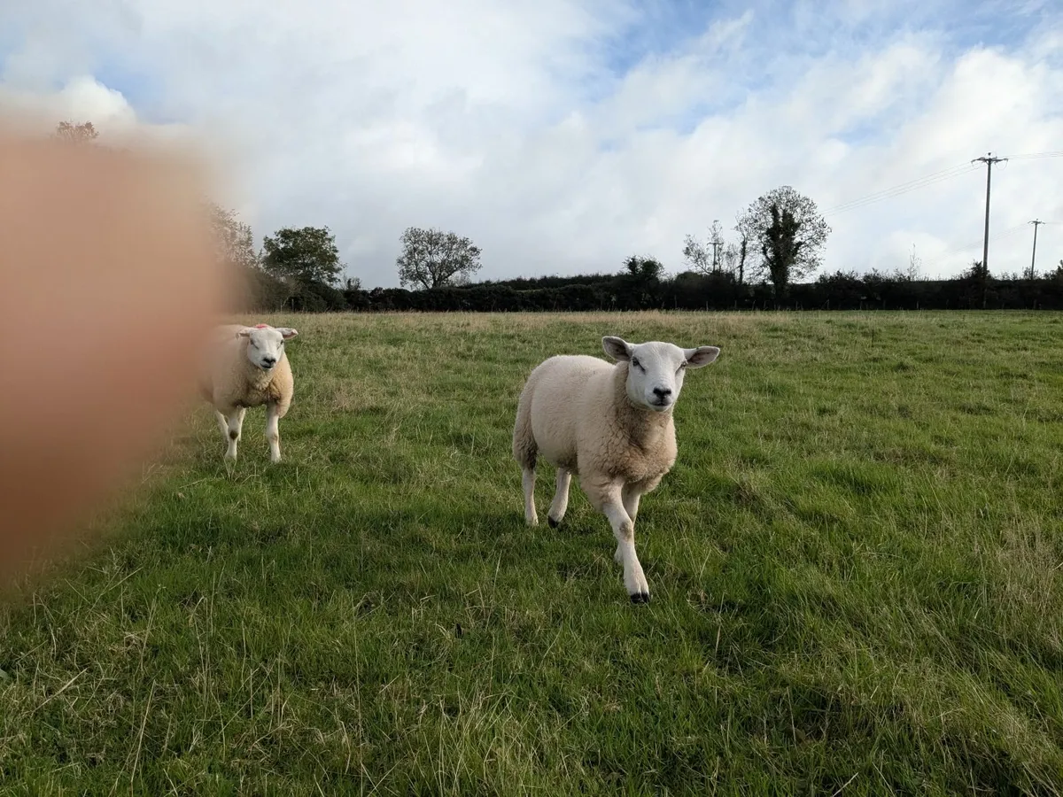 Texel / Charollais Ram Lambs - Image 3