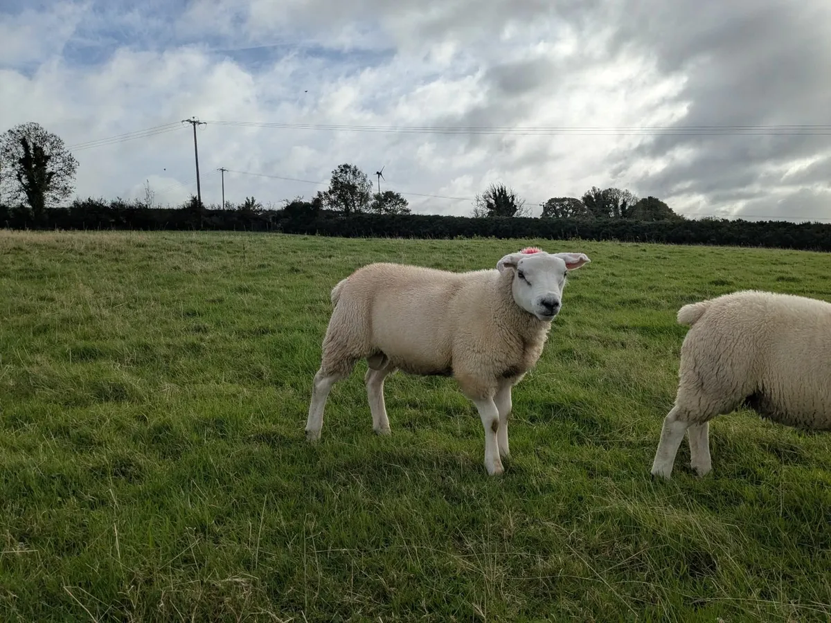 Texel / Charollais Ram Lambs - Image 4