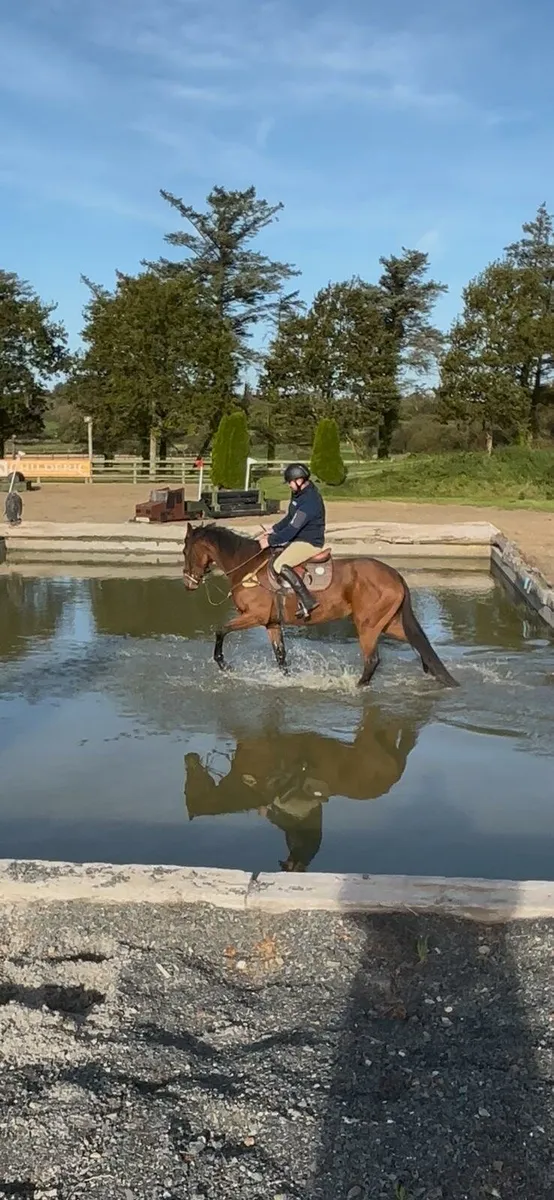 4 year old mare - Image 1