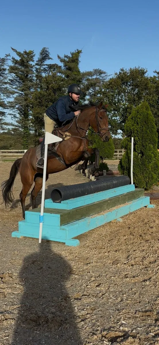4 year old mare - Image 2