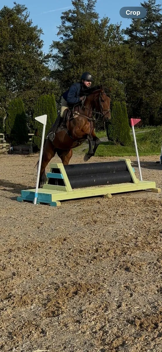 4 year old mare - Image 3