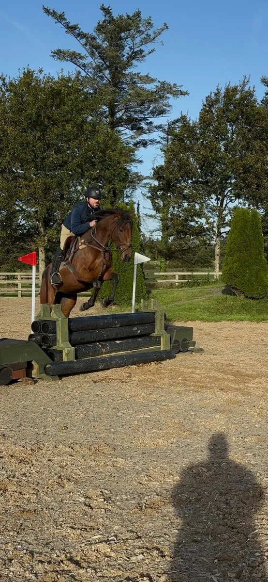 4 year old mare - Image 4