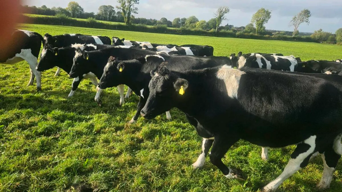 British friesian heifers - Image 1