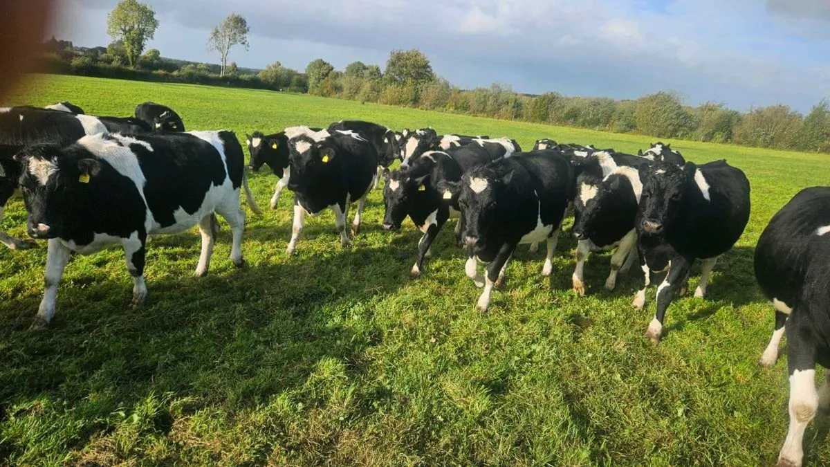 British friesian heifers - Image 2