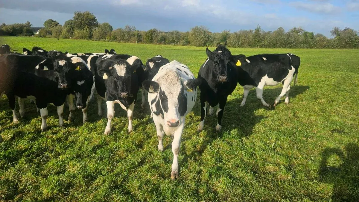 British friesian heifers - Image 3