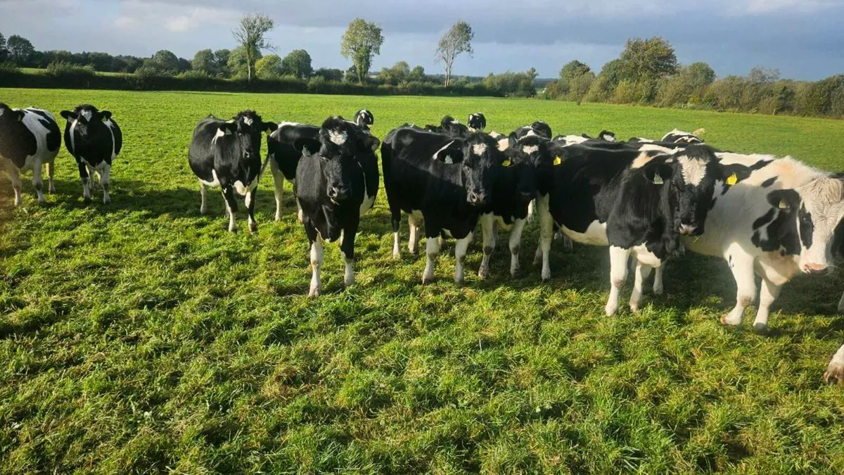 British friesian heifers - Image 4