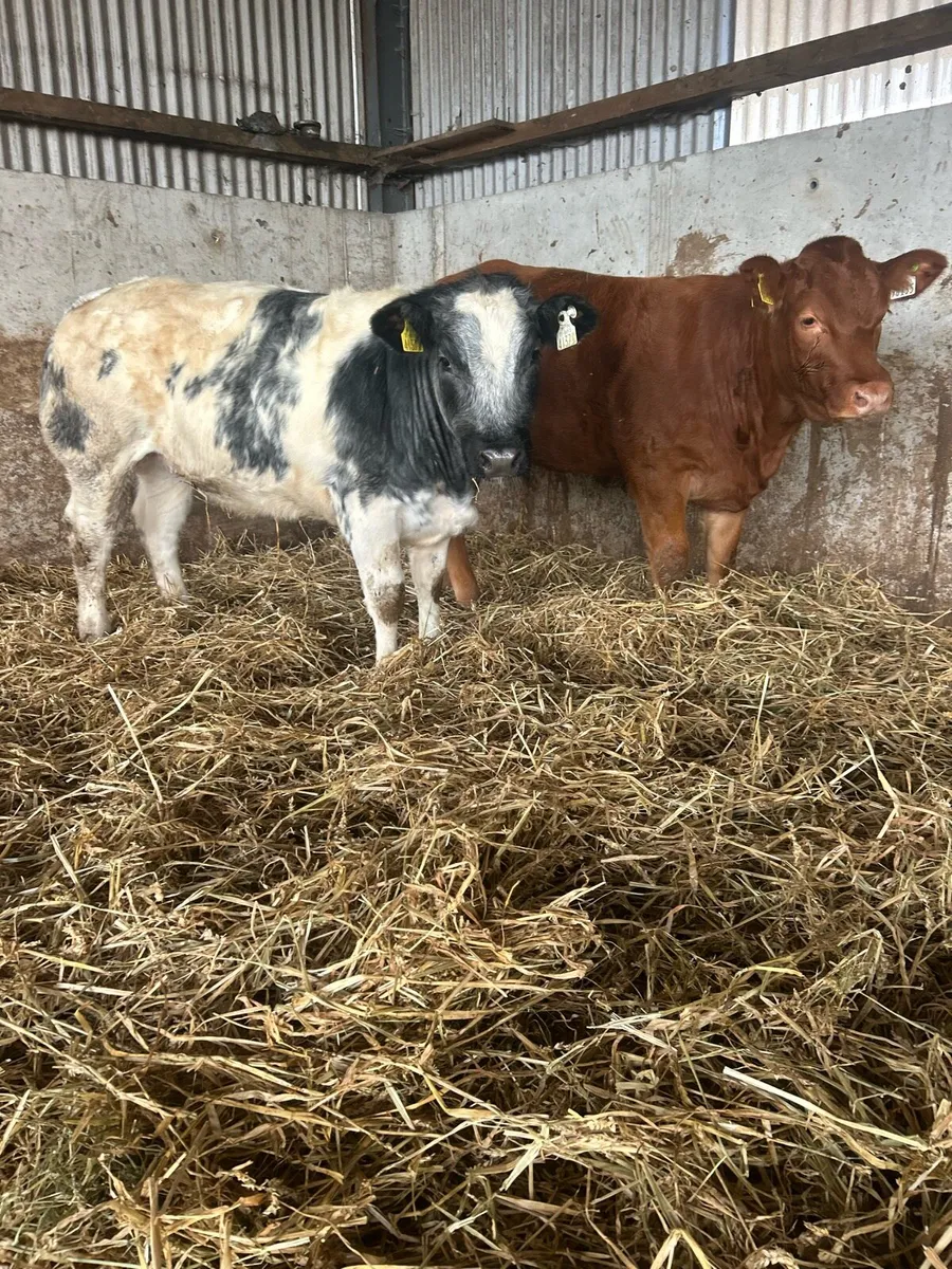 Show type 5⭐️ heifers for sale - Image 1