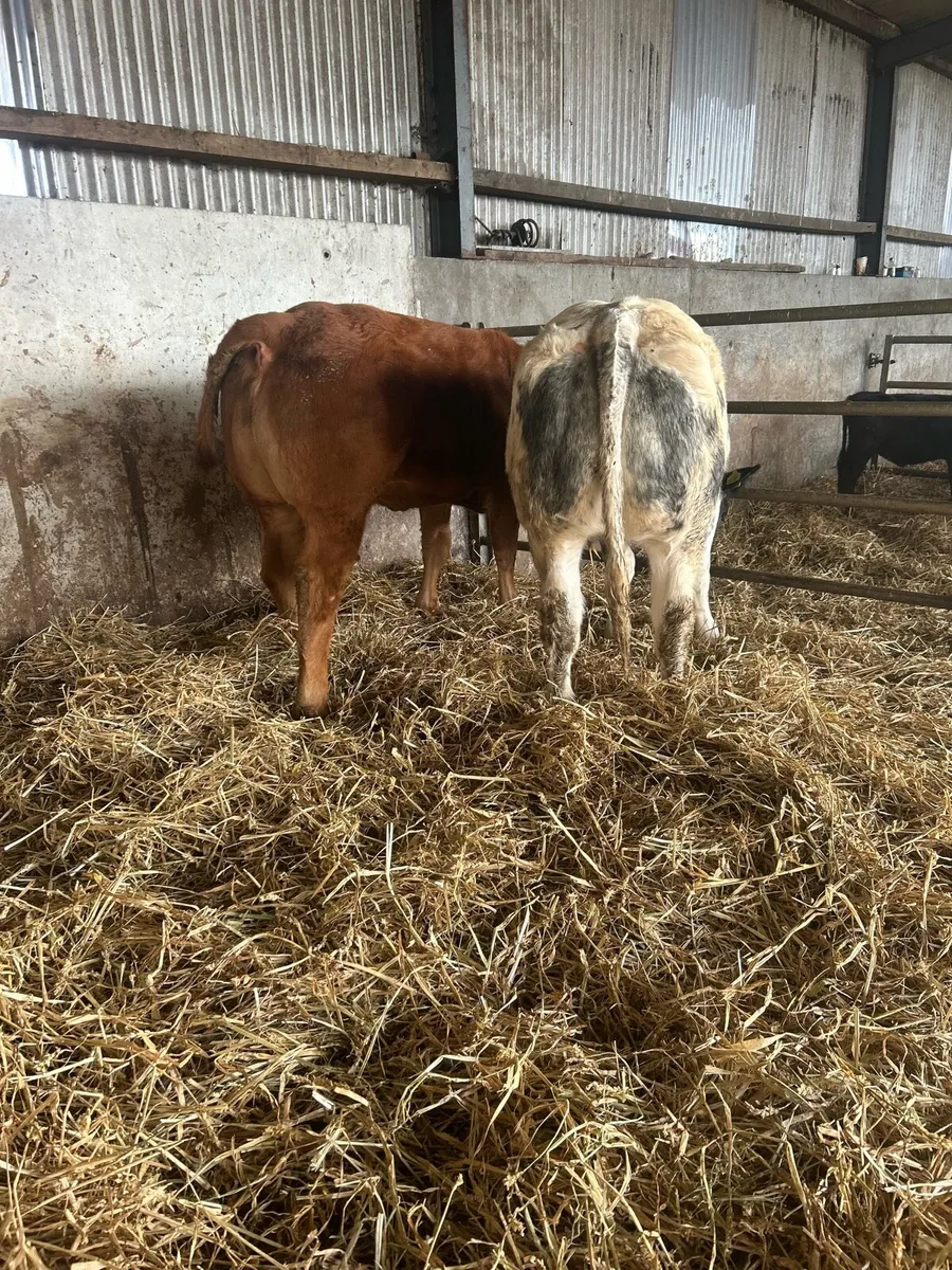 Show type 5⭐️ heifers for sale - Image 2