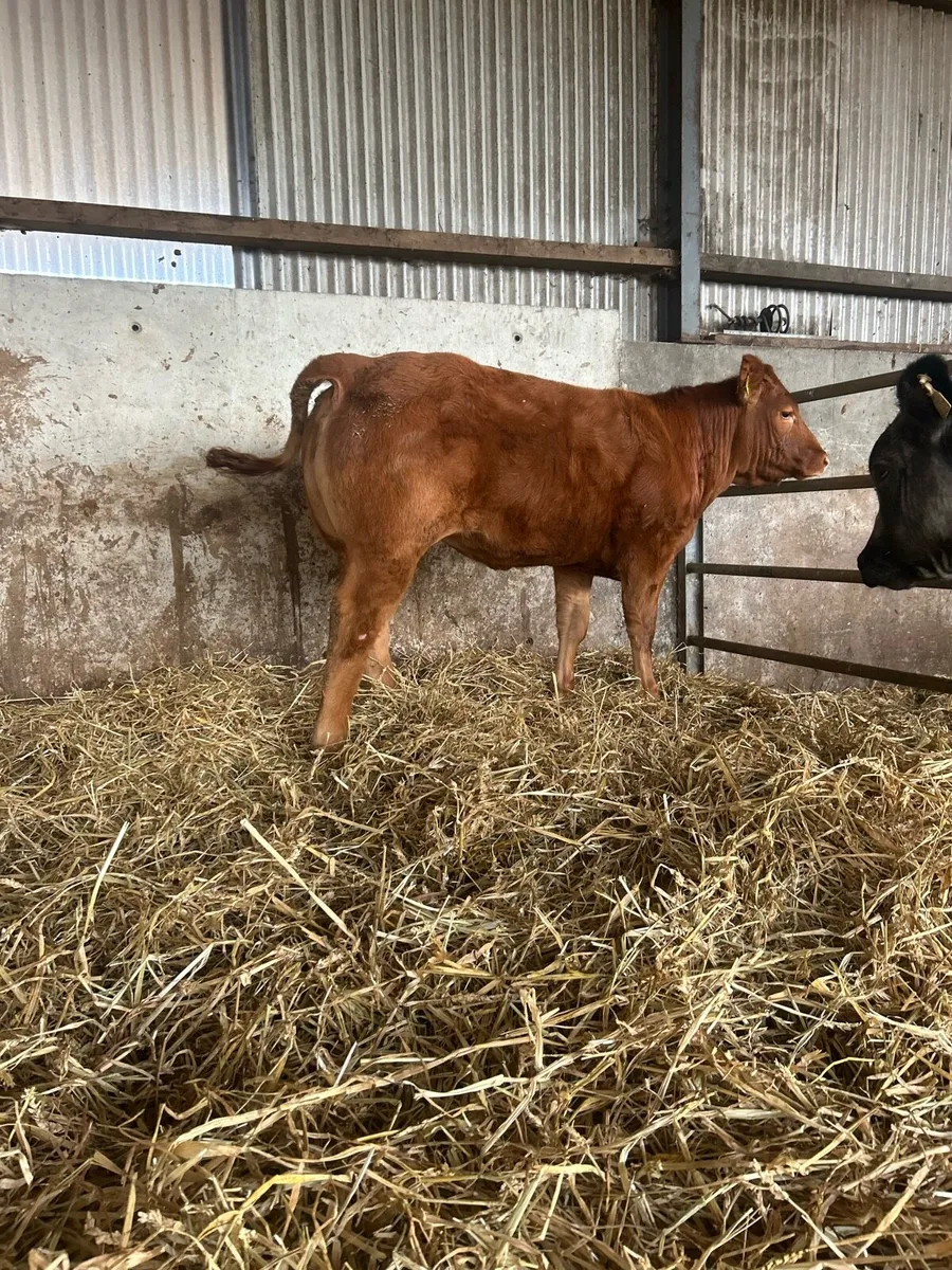 Show type 5⭐️ heifers for sale - Image 3