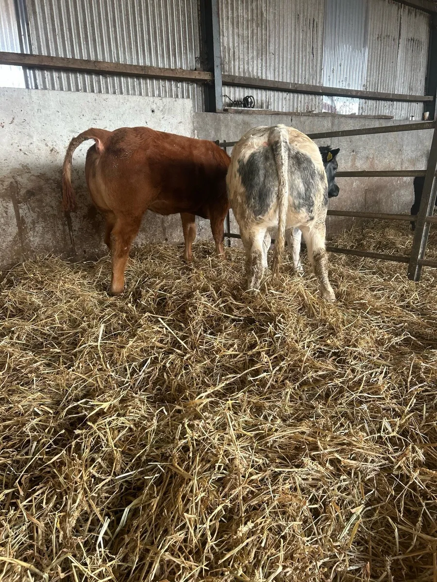 Show type 5⭐️ heifers for sale - Image 4