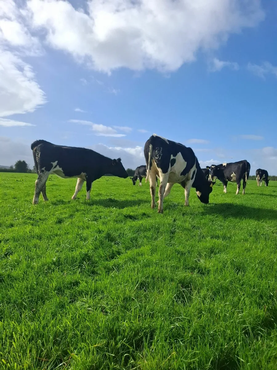 10 Incalf heifers - Image 1