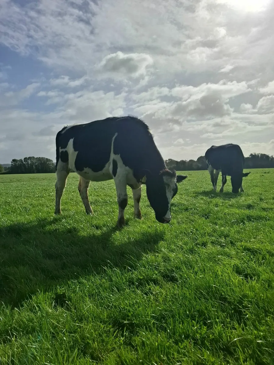 10 Incalf heifers - Image 3