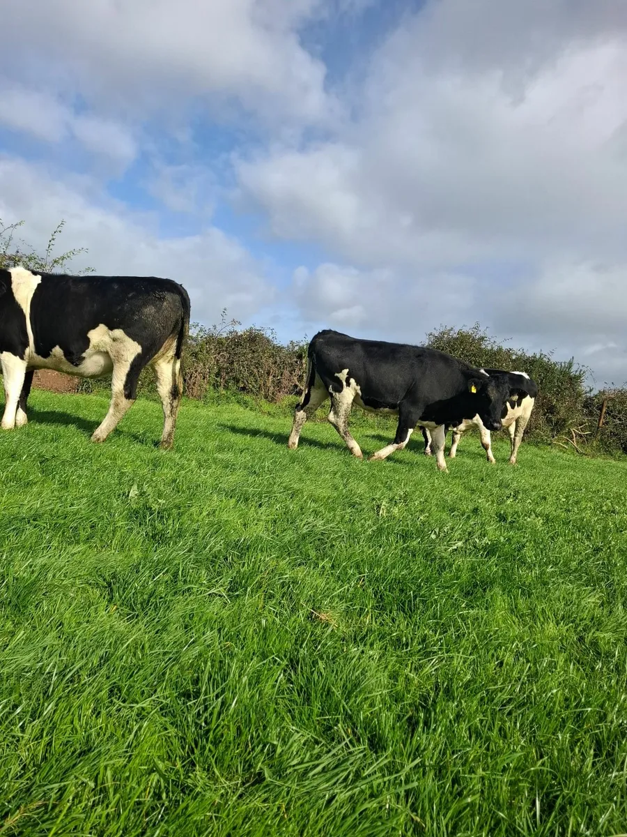 10 Incalf heifers - Image 4