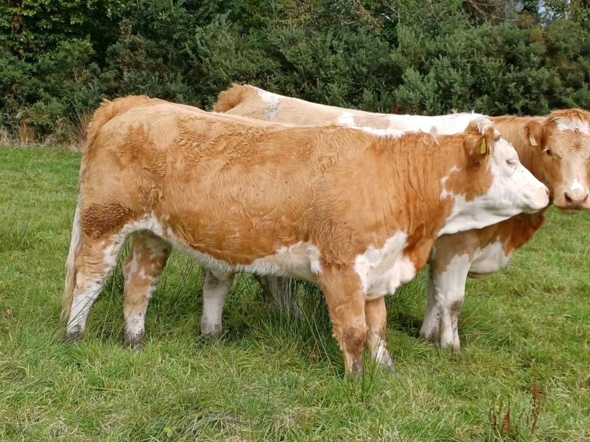 2 heifers Really for bull - Image 2