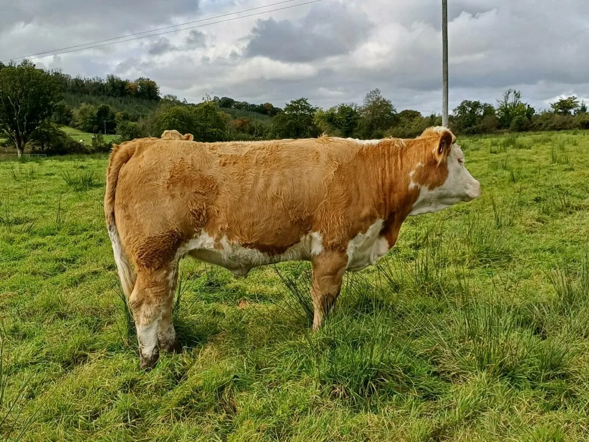 2 heifers Really for bull - Image 3