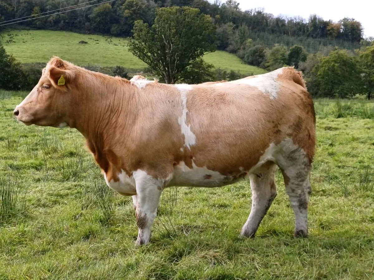 2 heifers Really for bull - Image 1