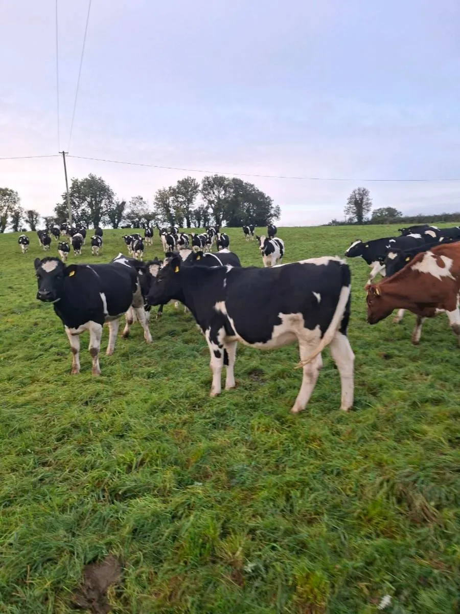 High EBI Ai bred Incalf heifers - Image 1