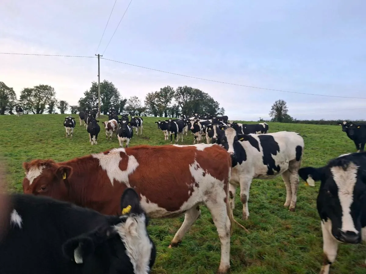 High EBI Ai bred Incalf heifers - Image 2