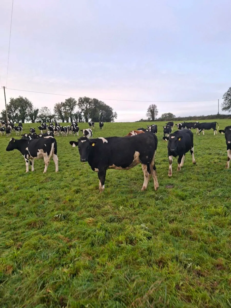 High EBI Ai bred Incalf heifers - Image 3