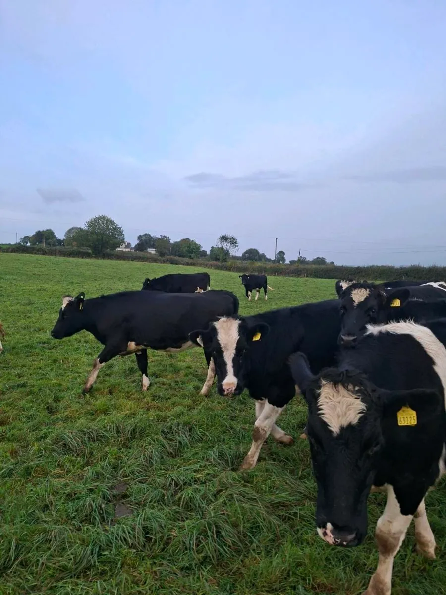 High EBI Ai bred Incalf heifers - Image 4